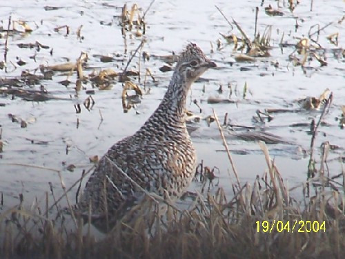 sharptail grouse3.jpg (65003 bytes)