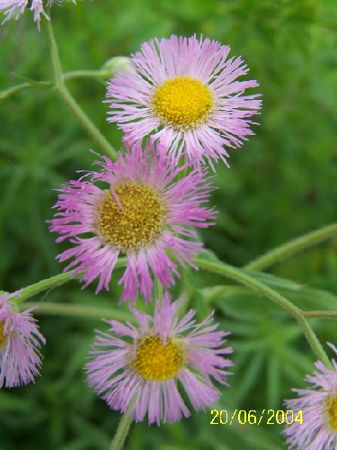 smooth fleabane.jpg (54668 bytes)