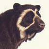 Spectacled Bear Head