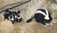 Striped Skunk