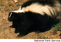 Striped Skunk