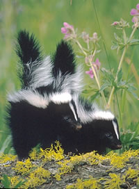 Striped Skunk