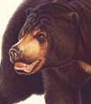 Sun bear head