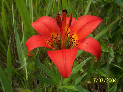 tigerlilies1.jpg (55766 bytes)