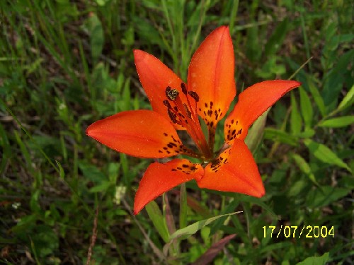 tigerlilies2.jpg (56186 bytes)