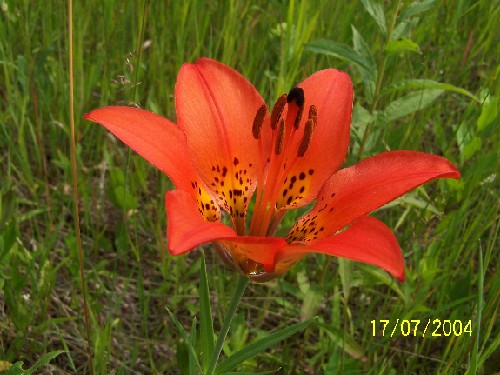 tigerlilies3.jpg (63050 bytes)