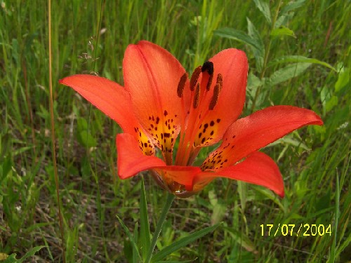 tigerlilies3.jpg (63050 bytes)