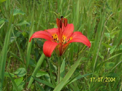 tigerlilies4.jpg (59907 bytes)