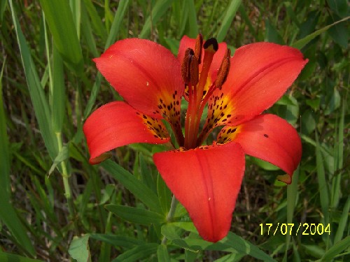 tigerlilies5.jpg (55413 bytes)