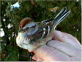 American Tree Sparrow