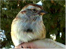 American Tree Sparrow