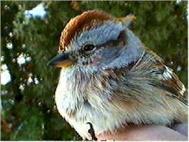 American Tree Sparrow