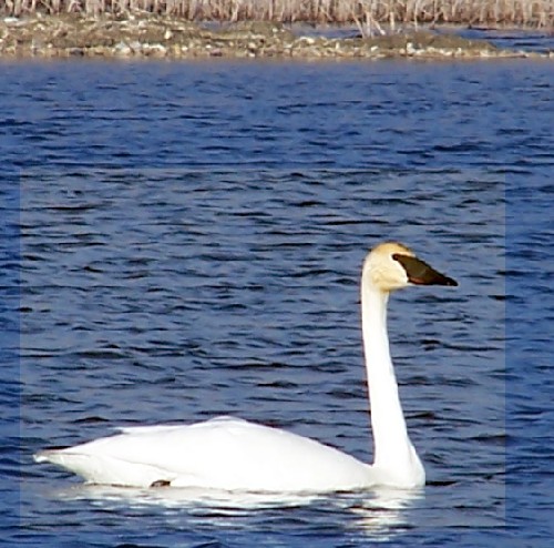 trumpter swan4.jpg (76761 bytes)