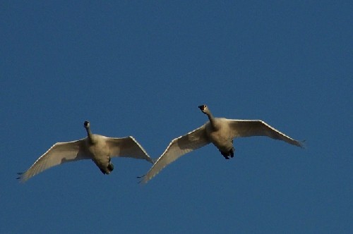 tundra swan 1.jpg (21052 bytes)