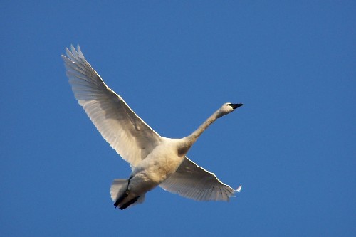 tundra swan 2.jpg (20152 bytes)