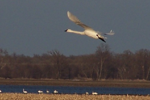 tundra swan 3.jpg (27309 bytes)