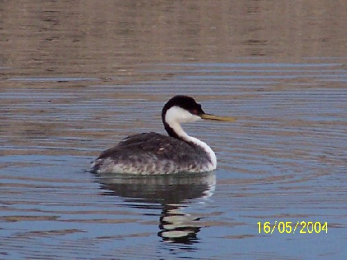 western grebe1.jpg (49364 bytes)