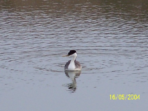 western grebe2.jpg (52684 bytes)