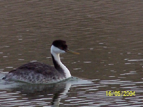 westerngrebe3.jpg (55614 bytes)