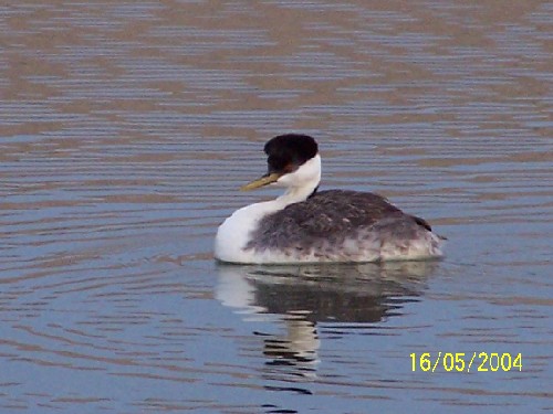 westerngrebe4.jpg (48380 bytes)