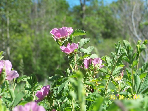 wild rose A.jpg (70800 bytes)