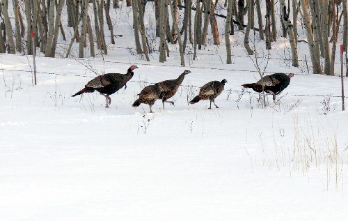 wild turkeys1.jpg (51552 bytes)