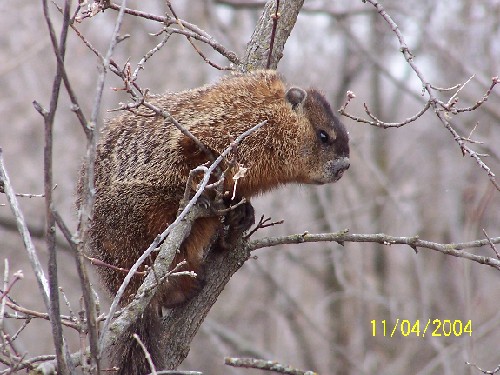 woodchuck1.jpg (70436 bytes)