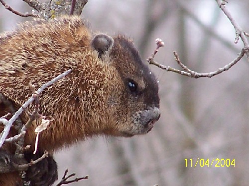 woodchuck2.jpg (60835 bytes)