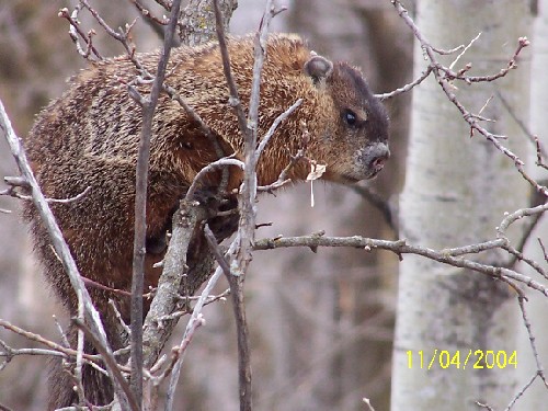 woodchuck3.jpg (73639 bytes)