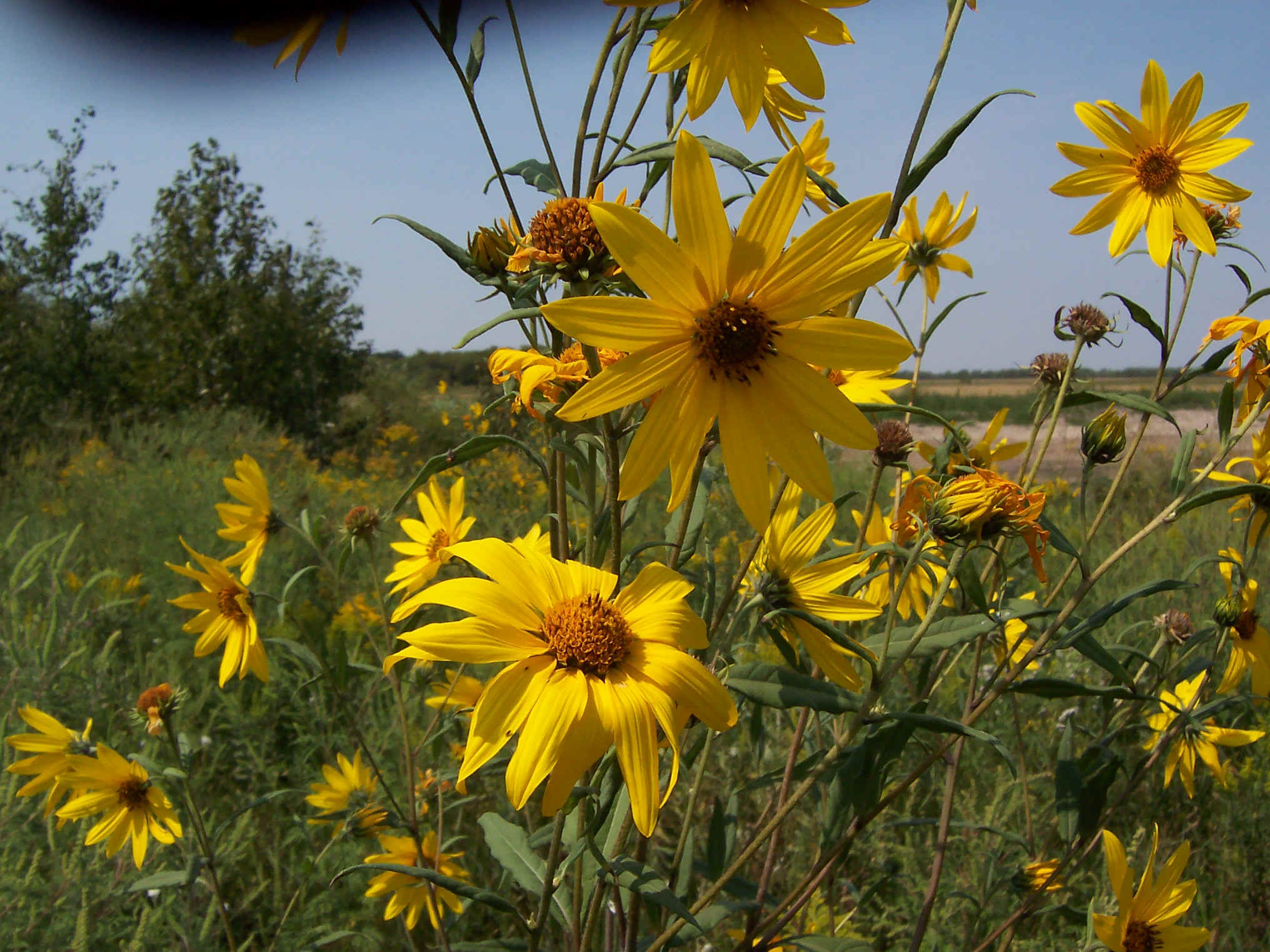 yellow flower.jpg (796759 bytes)