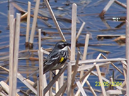 yellow rumped warbler.jpg (63103 bytes)