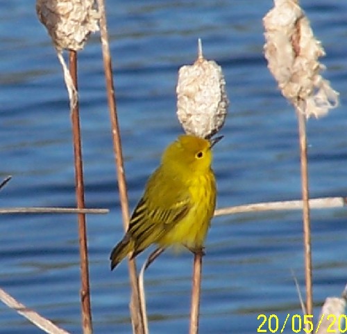 yellow warbler.jpg (52538 bytes)