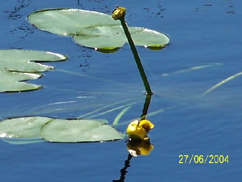 yellowpondlilly3.jpg (39092 bytes)