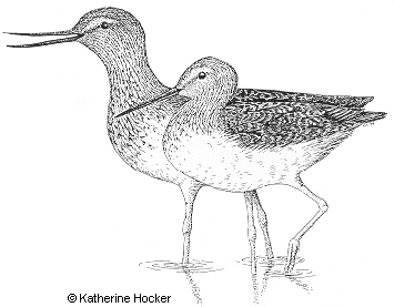 [Yellowlegs]