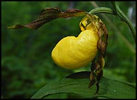 large yellow lady's-slipper