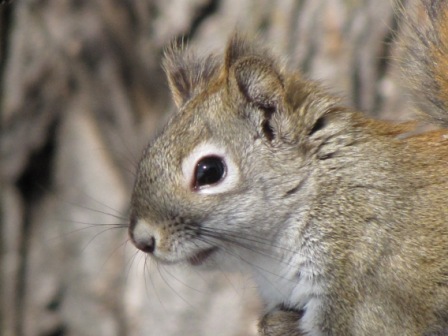 Squirrels