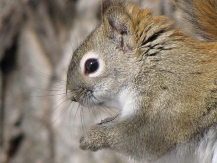 Squirrels