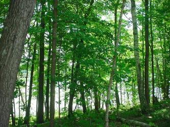 The lake beyond the trees