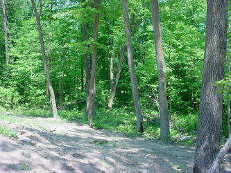 North Side View Up Hill