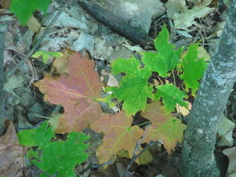 maple leaf