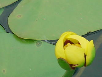 yellow lilypad flower