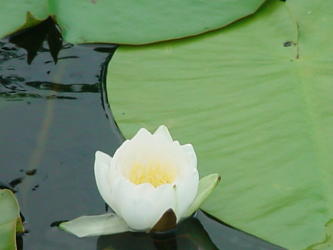 white lilypad flower