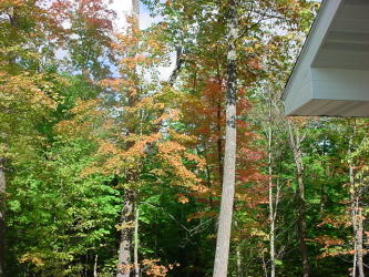 maples view