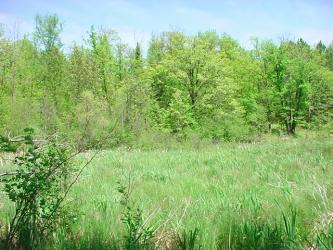 long grass, lake