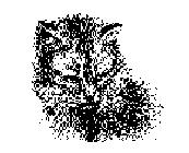 Caleel the Cat